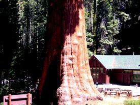 Sequoia & Kings Canyon National Park - http://ruta66.blogsome.com