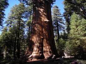 Sequoia & Kings Canyon National Park - http://ruta66.blogsome.com