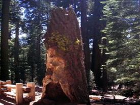 Sequoia & Kings Canyon National Park - http://ruta66.blogsome.com