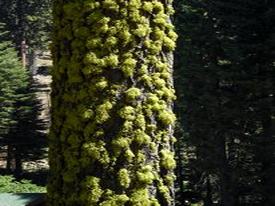 Sequoia & Kings Canyon National Park - http://ruta66.blogsome.com