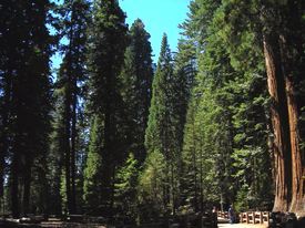 Sequoia & Kings Canyon National Park - http://ruta66.blogsome.com