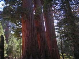 Sequoia & Kings Canyon National Park - http://ruta66.blogsome.com