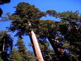Sequoia & Kings Canyon National Park - http://ruta66.blogsome.com