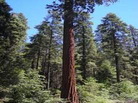 Sequoia & Kings Canyon National Park - http://ruta66.blogsome.com