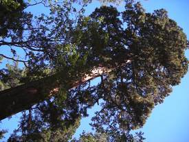 Sequoia & Kings Canyon National Park - http://ruta66.blogsome.com