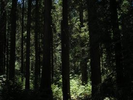 Sequoia & Kings Canyon National Park - http://ruta66.blogsome.com
