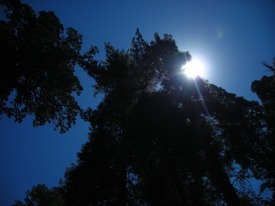 Sequoia & Kings Canyon National Park - http://ruta66.blogsome.com