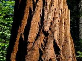 Sequoia & Kings Canyon National Park - http://ruta66.blogsome.com