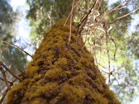 Yosemite - http://ruta66.blogsome.com