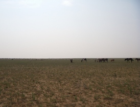 Mongolia Rally Mongol Estepa Desierto Los Borricos