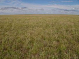 Mongolia Rally Mongol Estepa Desierto Los Borricos