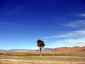 Mongolia Rally Mongol Estepa Desierto Los Borricos