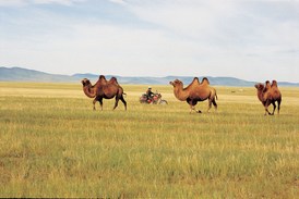 Mongolia Rally Mongol Estepa Desierto Los Borricos
