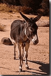 BurroPedricero