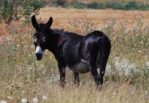 Resultado de imagen de burro negro