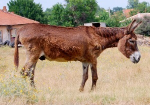 Burro pardo Gorski