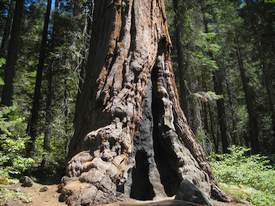 Sequoia & Kings Canyon National Park - http://www.losborricos.com