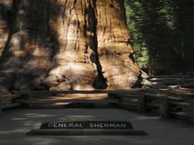 Sequoia & Kings Canyon National Park - http://www.losborricos.com
