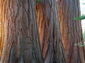 Sequoia & Kings Canyon National Park - http://www.losborricos.com