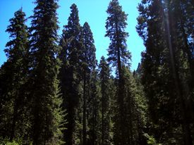 Sequoia & Kings Canyon National Park - http://www.losborricos.com