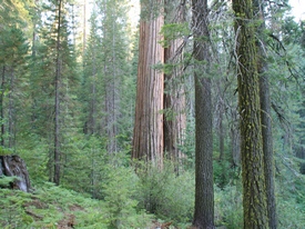 Yosemite - http://www.losborricos.com