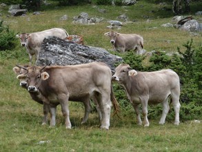 Rutas Veredes - Fotos de Aig&uuml;estortes - Carros de Foc